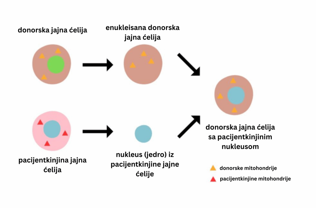 KVALITET JAJNIH ĆELIJA